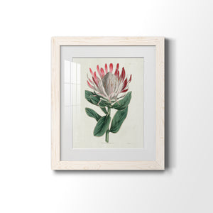 Protea N13 - Barnwood Framed Art Print