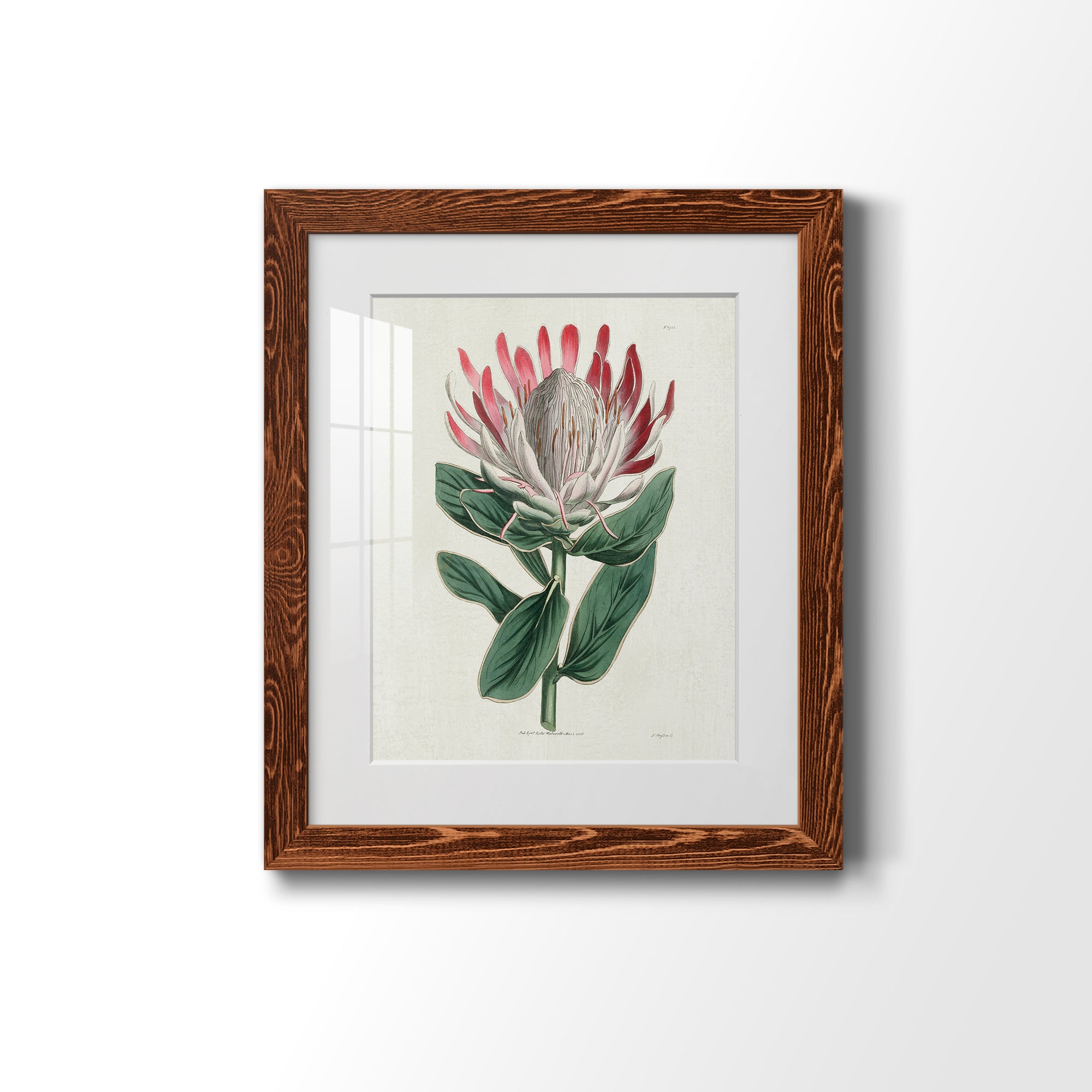 Protea N13 - Barnwood Framed Art Print