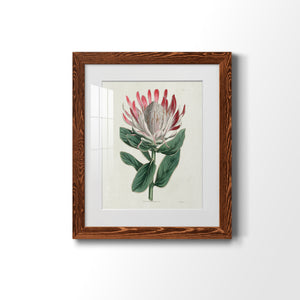 Protea N13 - Barnwood Framed Art Print