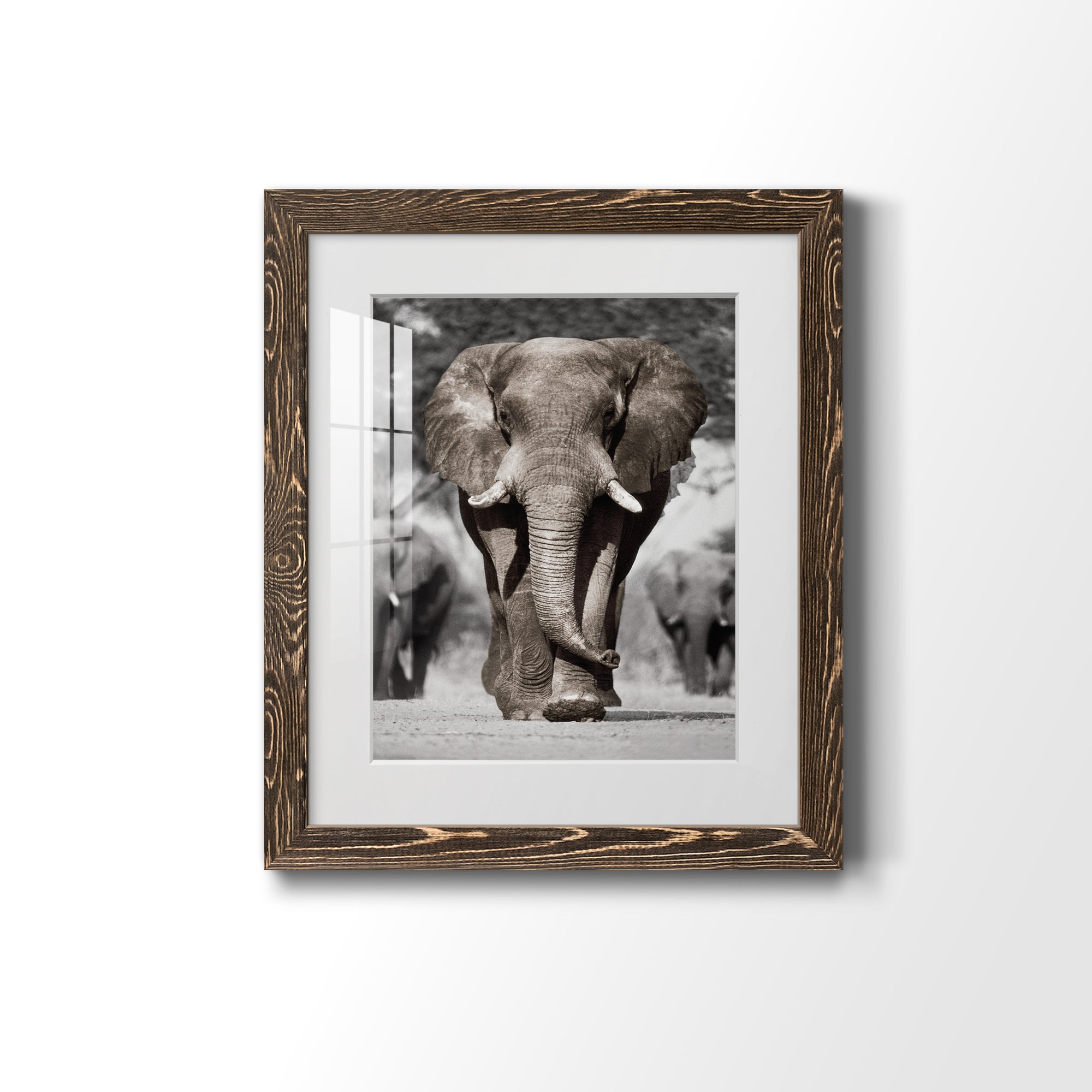 Botswana Patriarch - Barnwood Framed Art Print