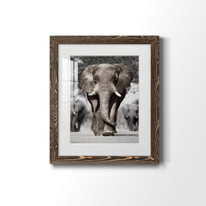 Botswana Patriarch - Barnwood Framed Art Print