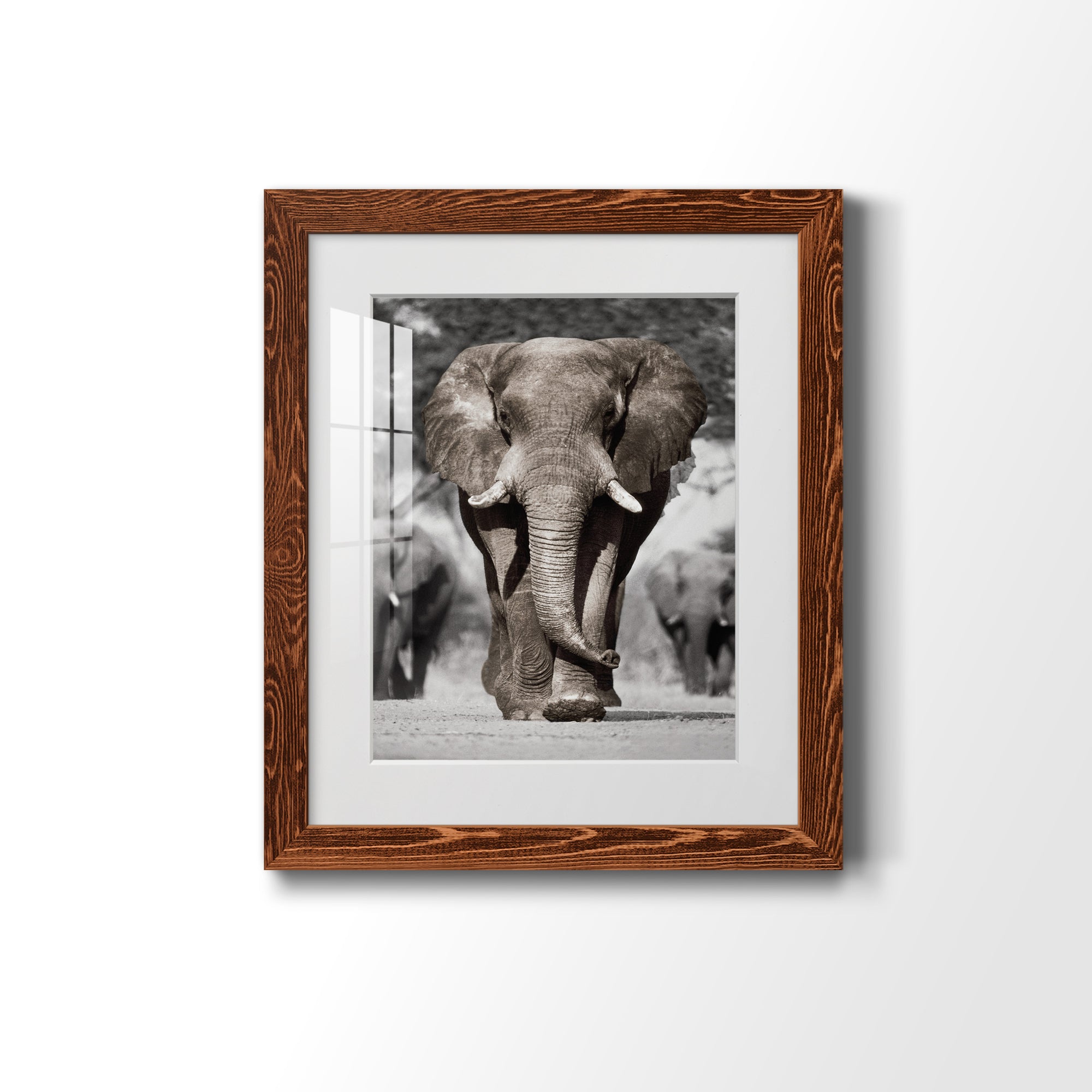 Botswana Patriarch - Barnwood Framed Art Print