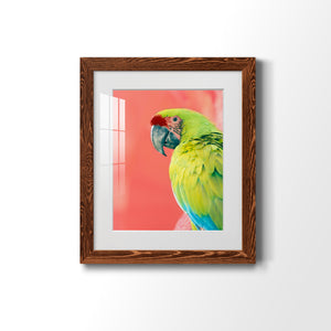 Green Macaw - Barnwood