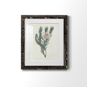 Protea N33 - Barnwood Framed Art Print