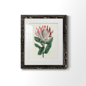 Protea N13 - Barnwood Framed Art Print
