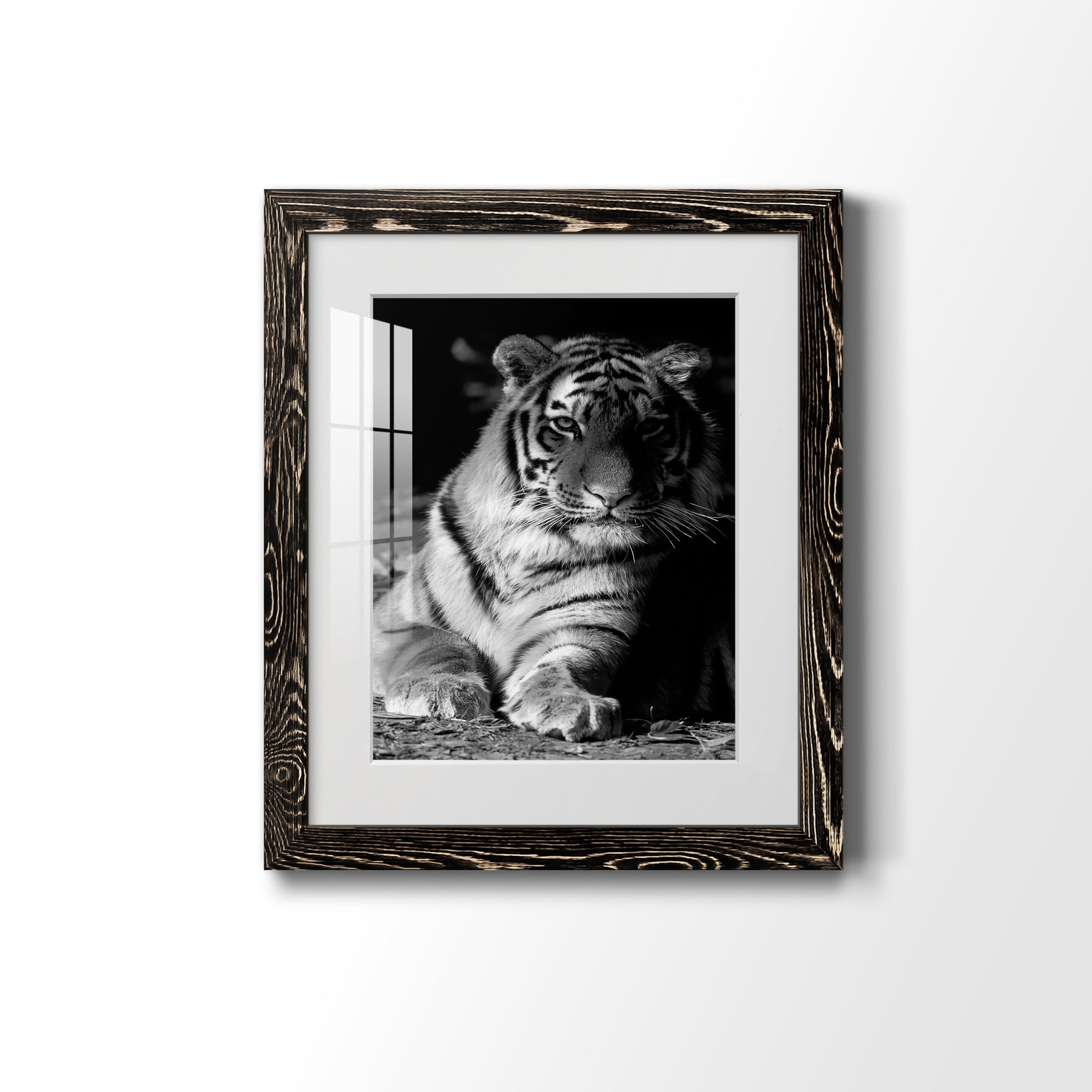 Tiger Repose - Barnwood Framed Art Print