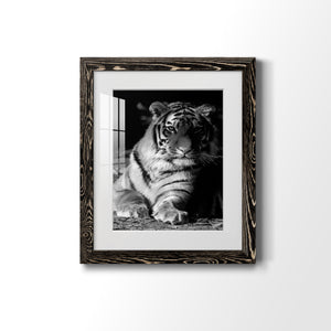 Tiger Repose - Barnwood Framed Art Print