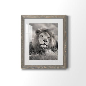 Pride of the Pride - Barnwood Framed Art Print