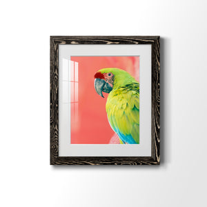 Green Macaw - Barnwood