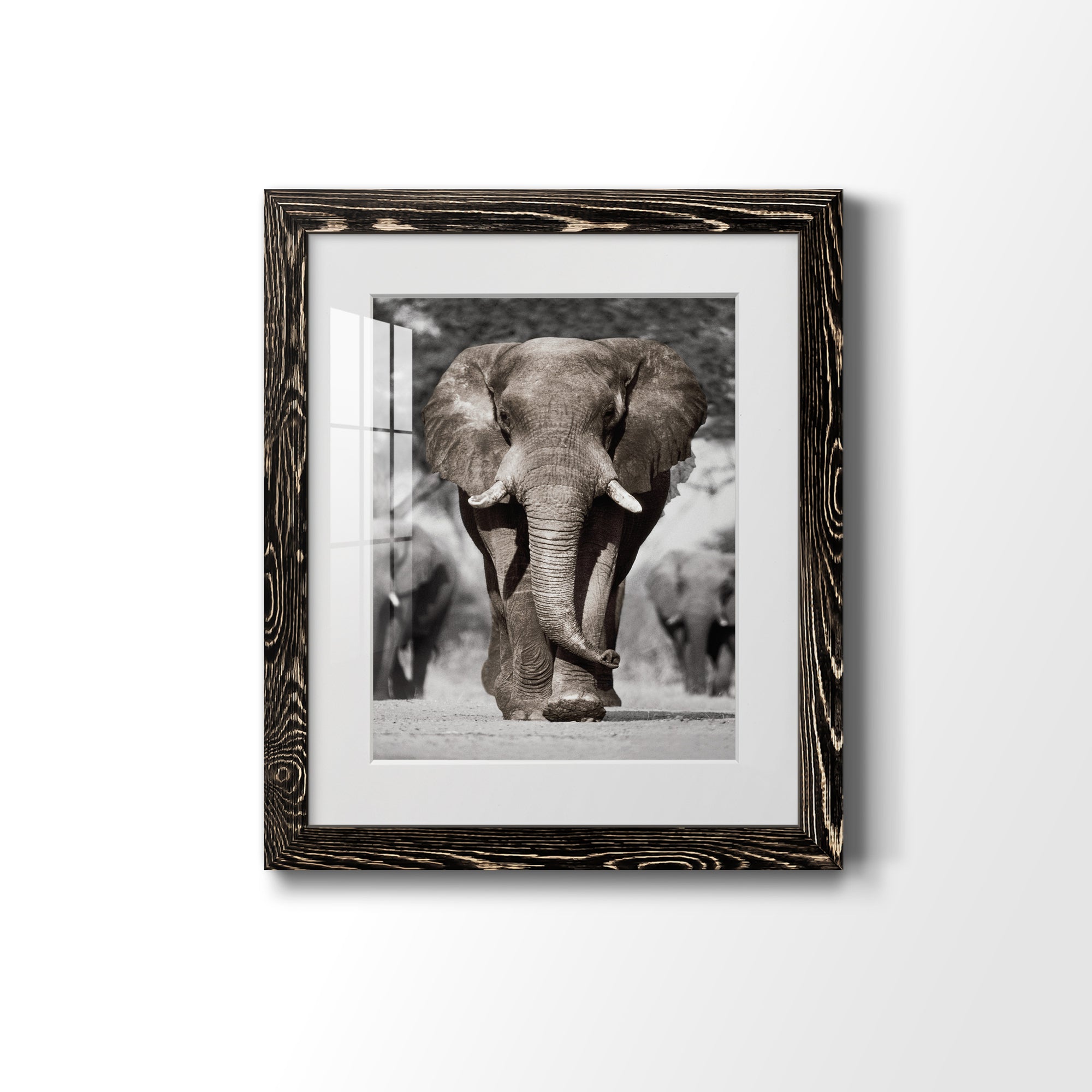Botswana Patriarch - Barnwood Framed Art Print