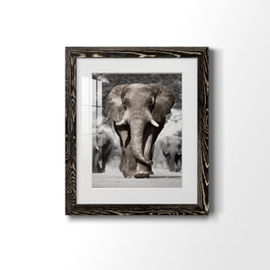 Botswana Patriarch - Barnwood Framed Art Print