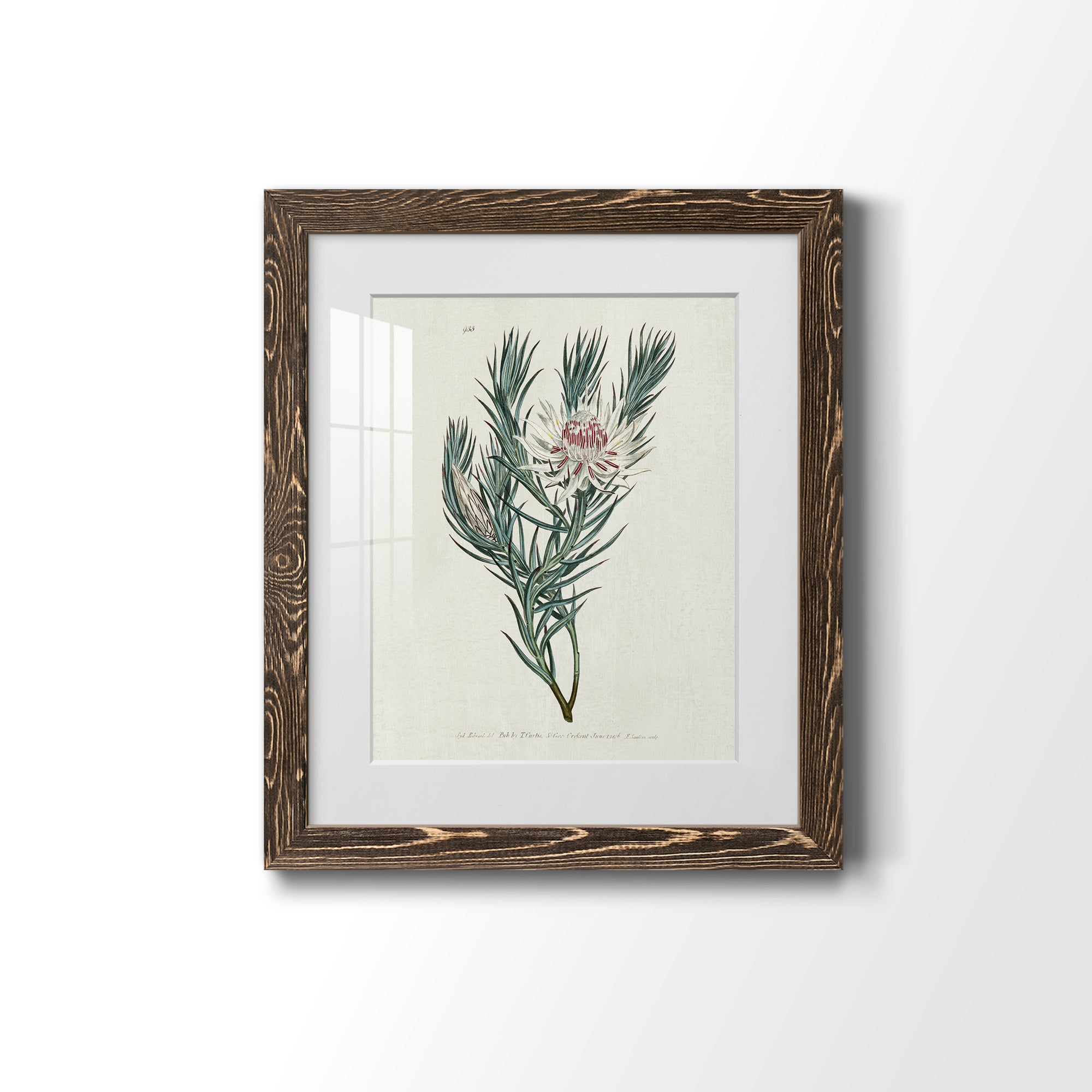 Protea N33 - Barnwood Framed Art Print