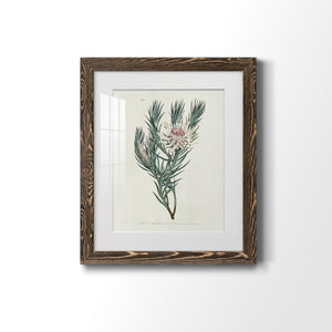 Protea N33 - Barnwood Framed Art Print