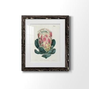 Protea N83 - Barnwood Framed Art Print
