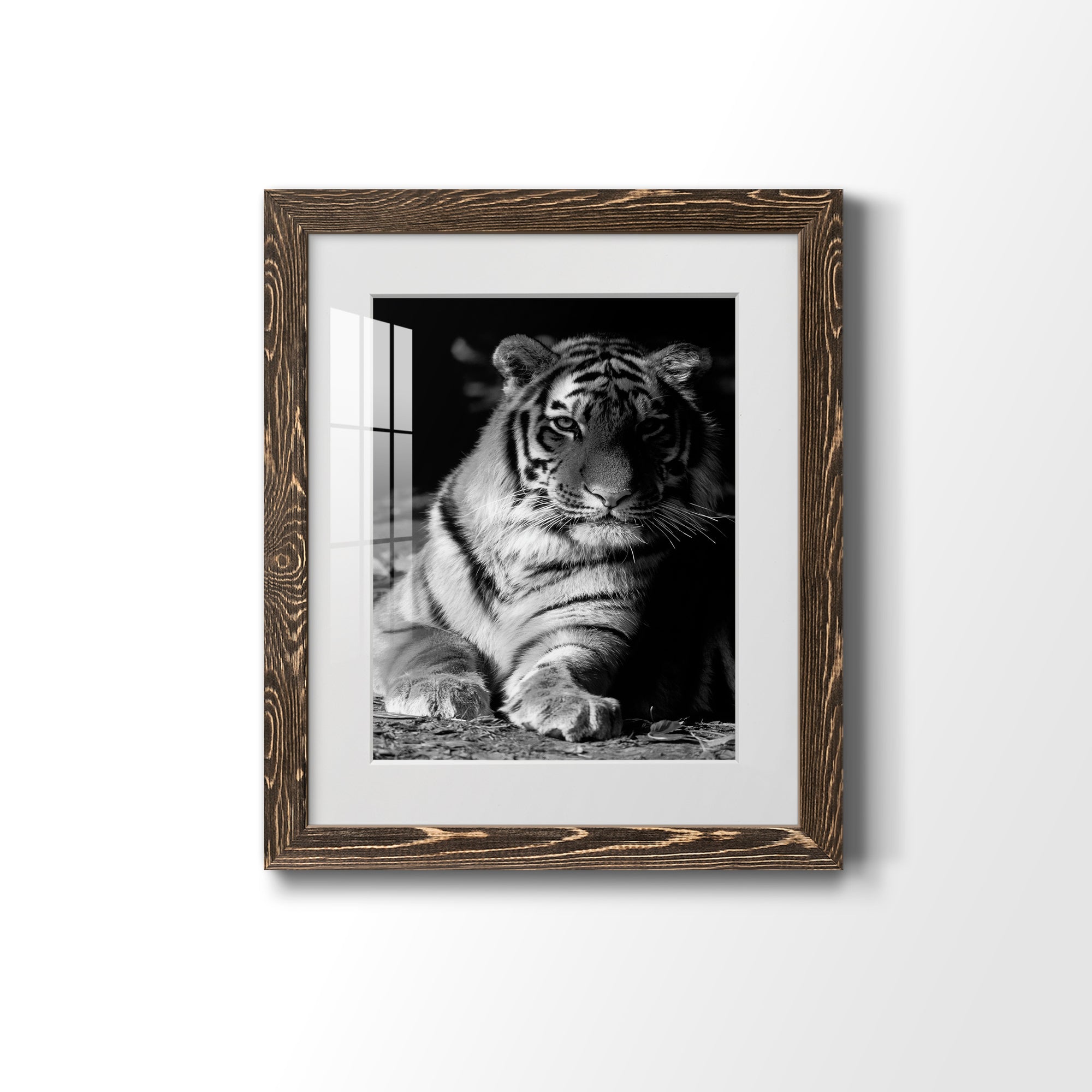 Tiger Repose - Barnwood Framed Art Print