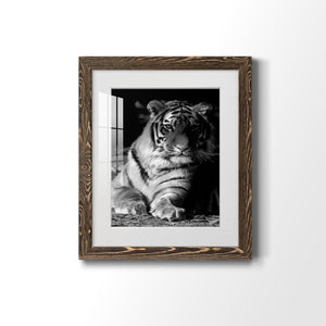 Tiger Repose - Barnwood Framed Art Print