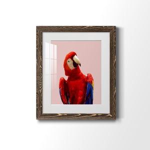 Honduras Wildlife - Barnwood