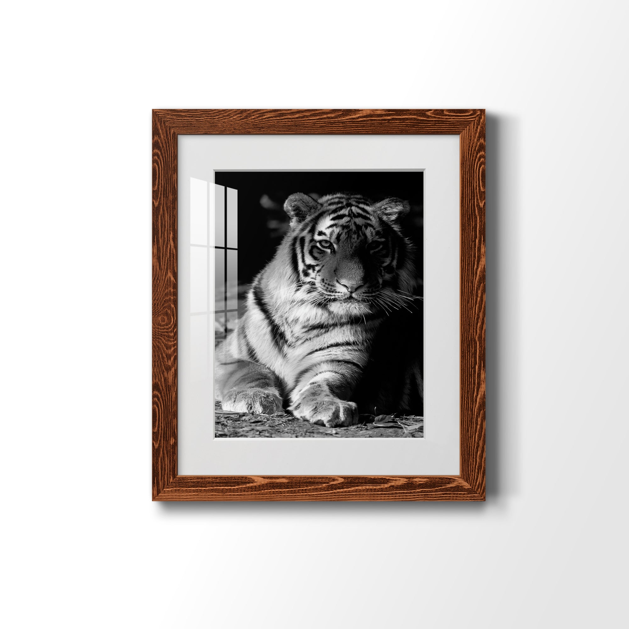 Tiger Repose - Barnwood Framed Art Print
