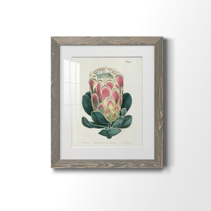 Protea N83 - Barnwood Framed Art Print