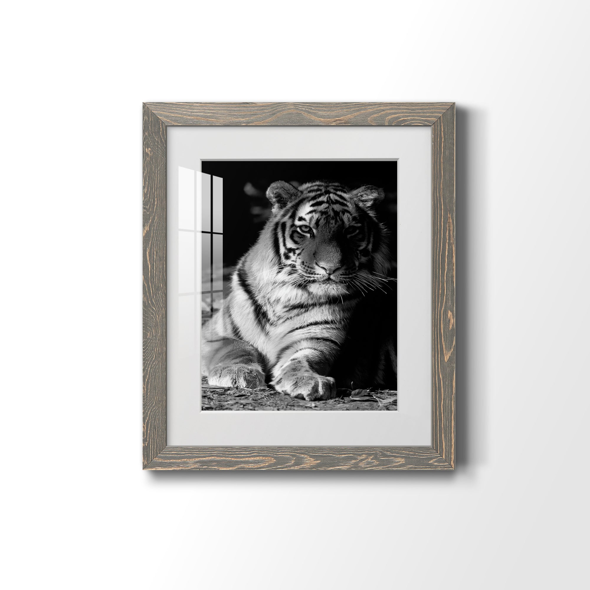 Tiger Repose - Barnwood Framed Art Print
