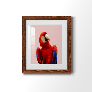 Honduras Wildlife - Barnwood