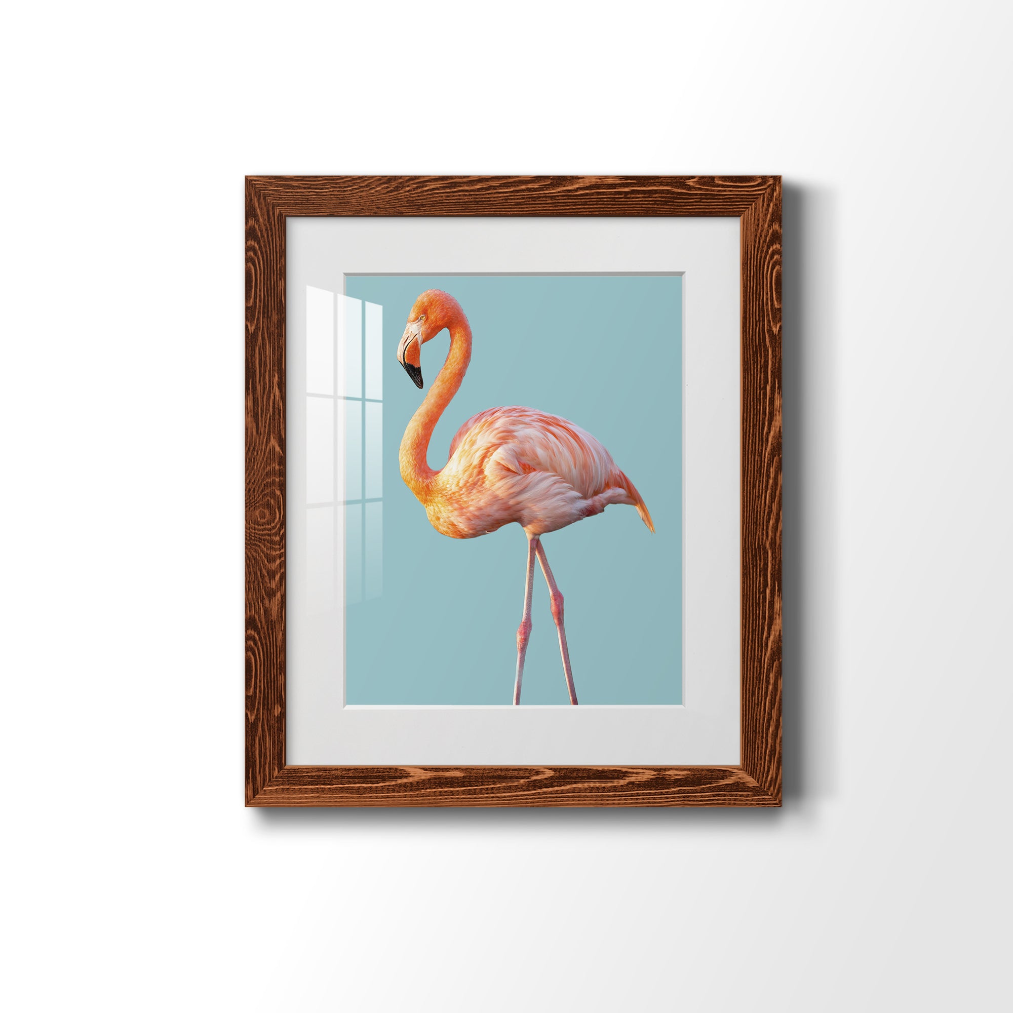 Flamingo - Barnwood