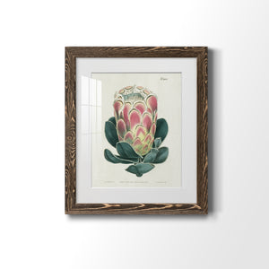 Protea N83 - Barnwood Framed Art Print