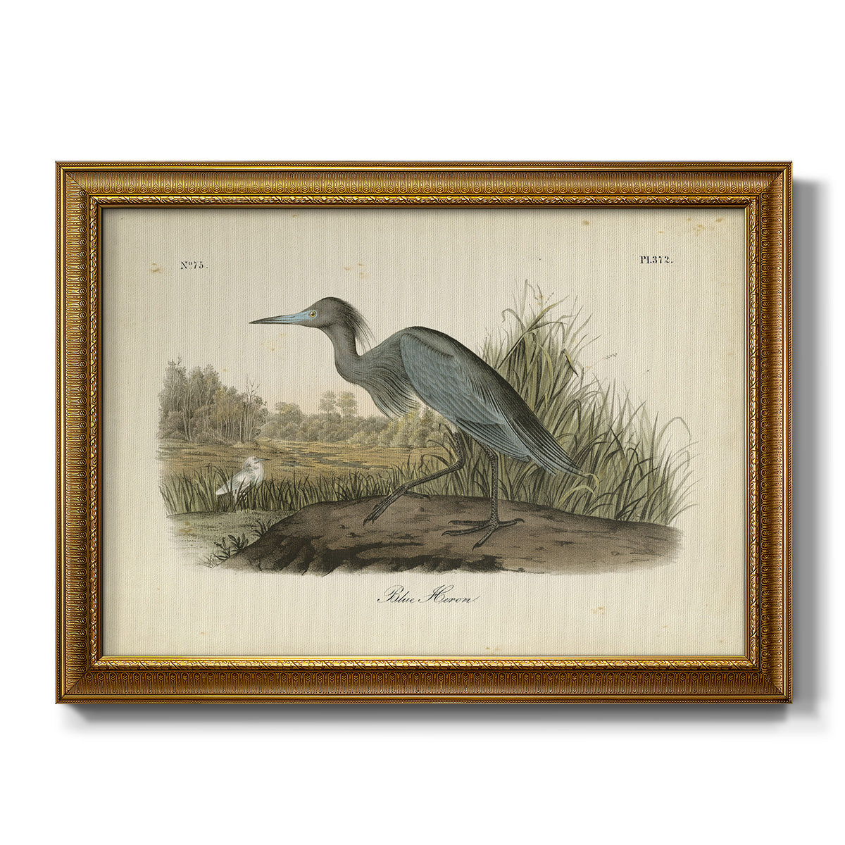 Audubons Blue Heron - Ornate Framed Canvas Print