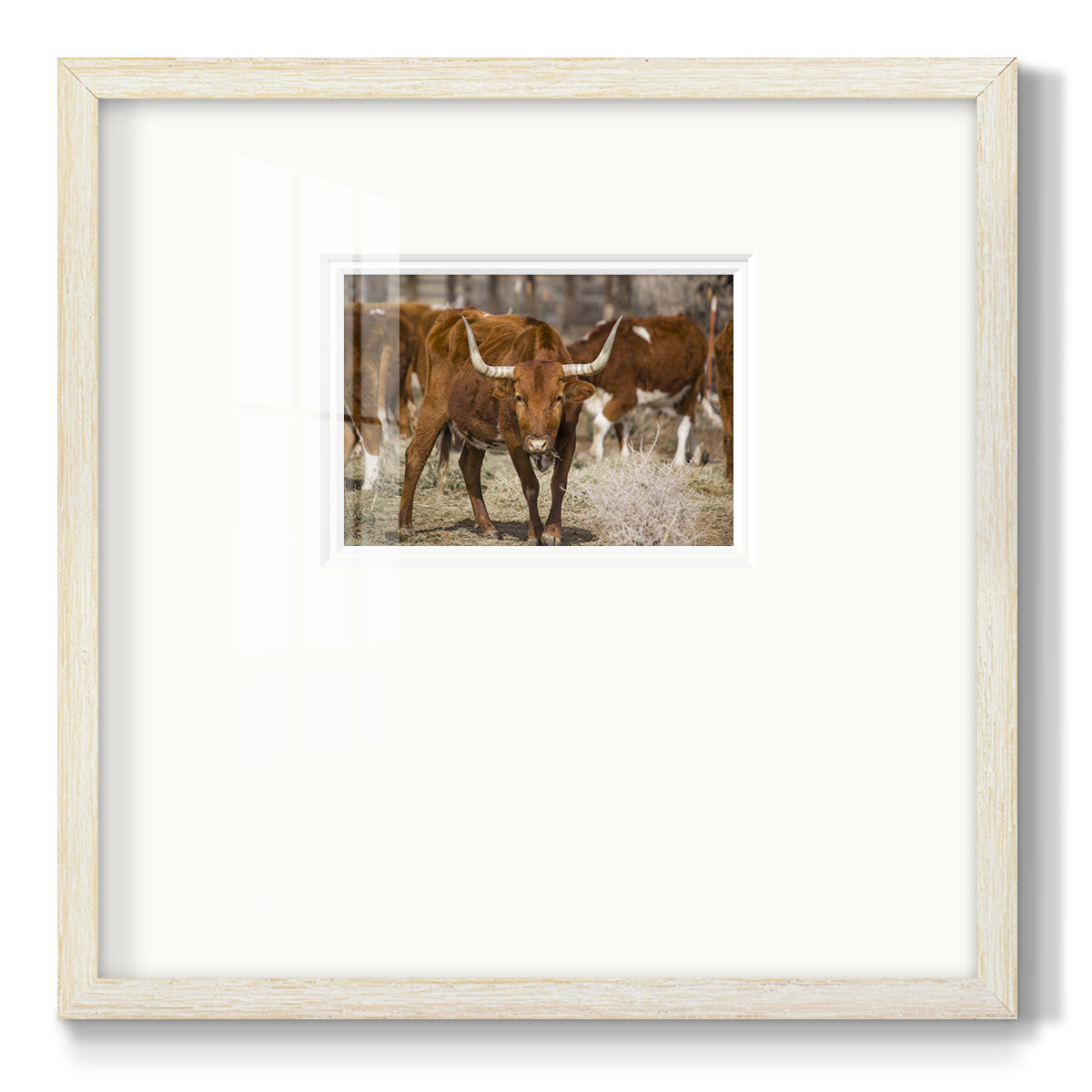 Longhorns- Premium Framed Print Double Matboard