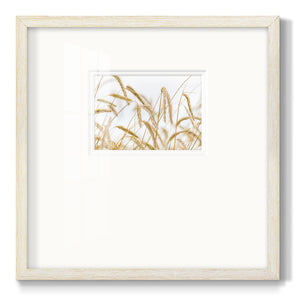 Wheat- Premium Framed Print Double Matboard