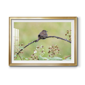 Resting Sparrow - Modern Framed Art Print