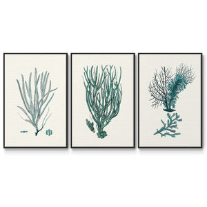 Antique Coastal Coral VI - Framed Premium Gallery Wrapped Canvas L Frame 3 Piece Set - Ready to Hang
