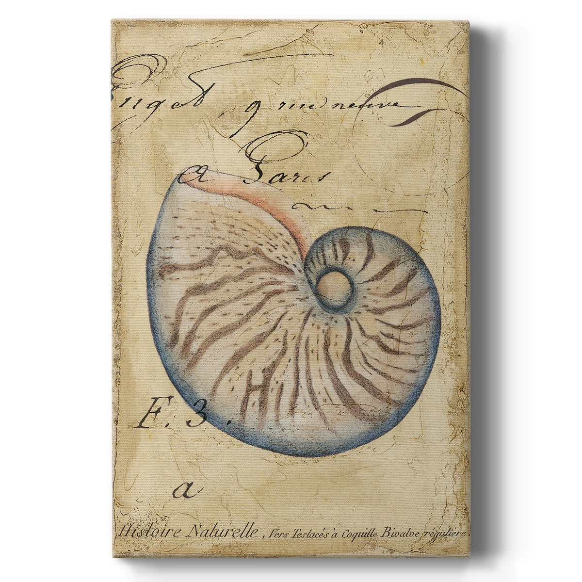 Seashell Ephemera II - Canvas Art Print