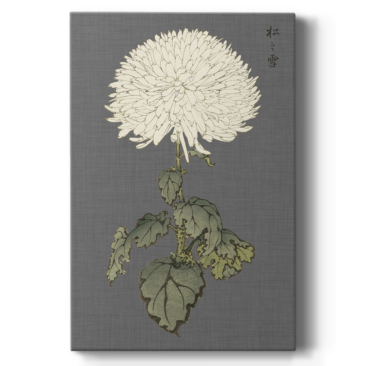 Dramatic Ivory Mums I - Canvas Art Print