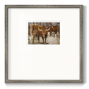 Longhorns- Premium Framed Print Double Matboard