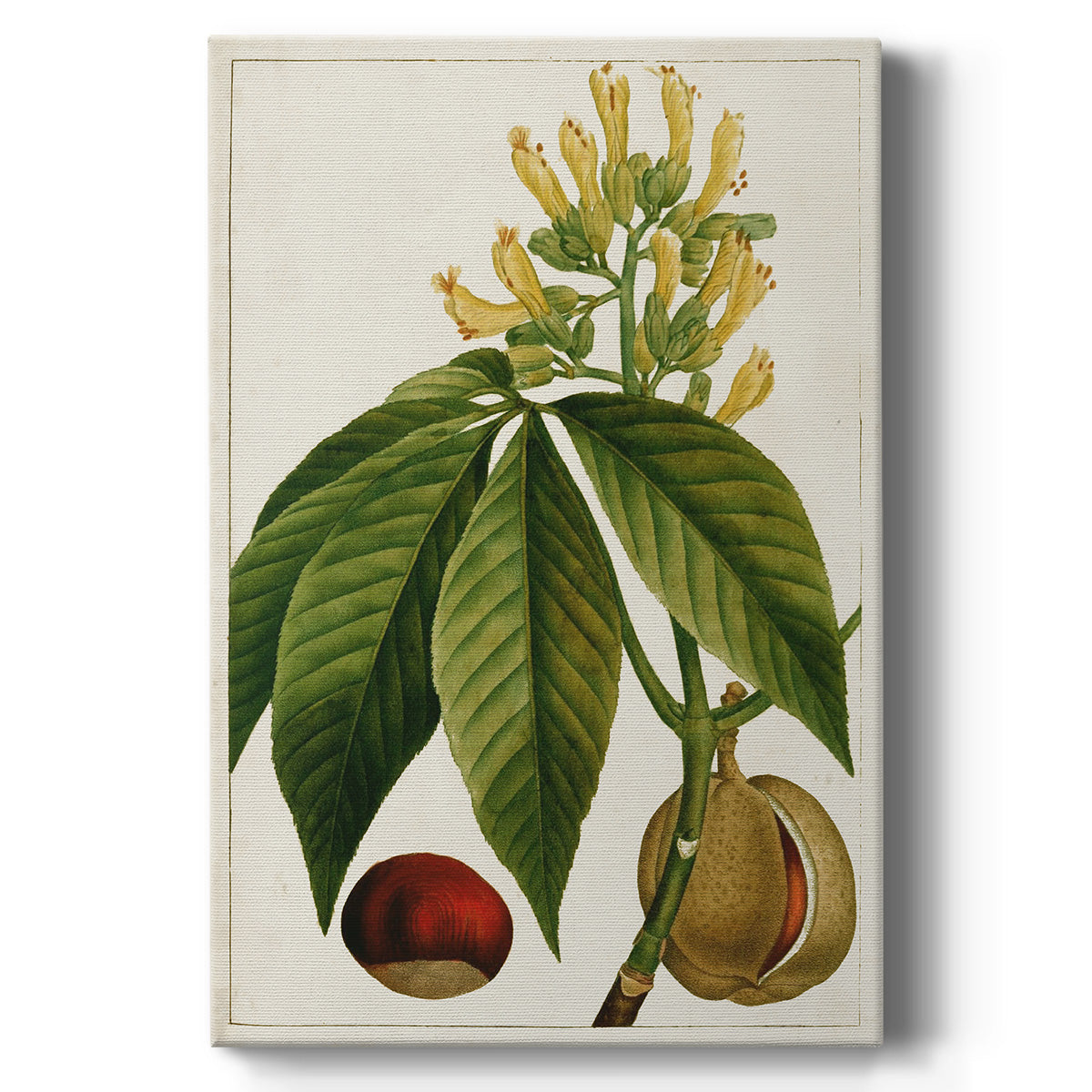 Antique Flowering Trees VI - Canvas Art Print