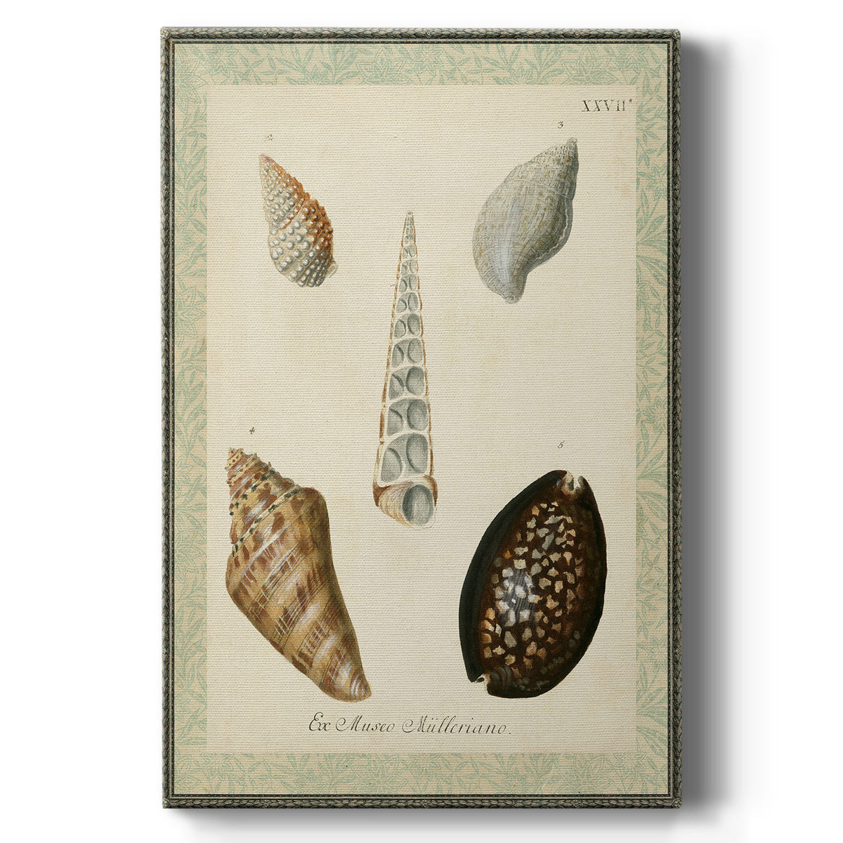 Bookplate Shells IX - Canvas Art Print
