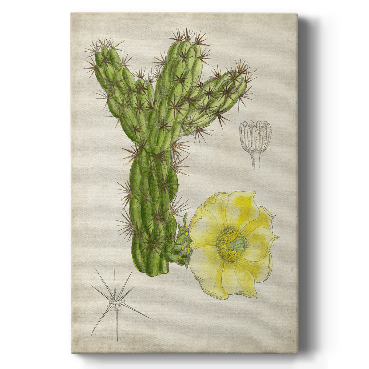 Antique Cactus I Premium Gallery Wrapped Canvas - Ready to Hang