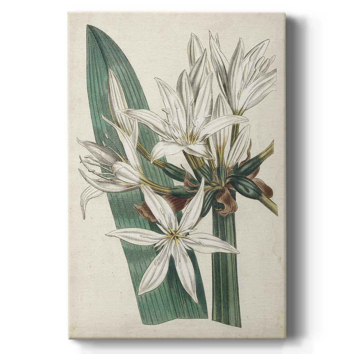 Ivory Garden VI - Canvas Art Print