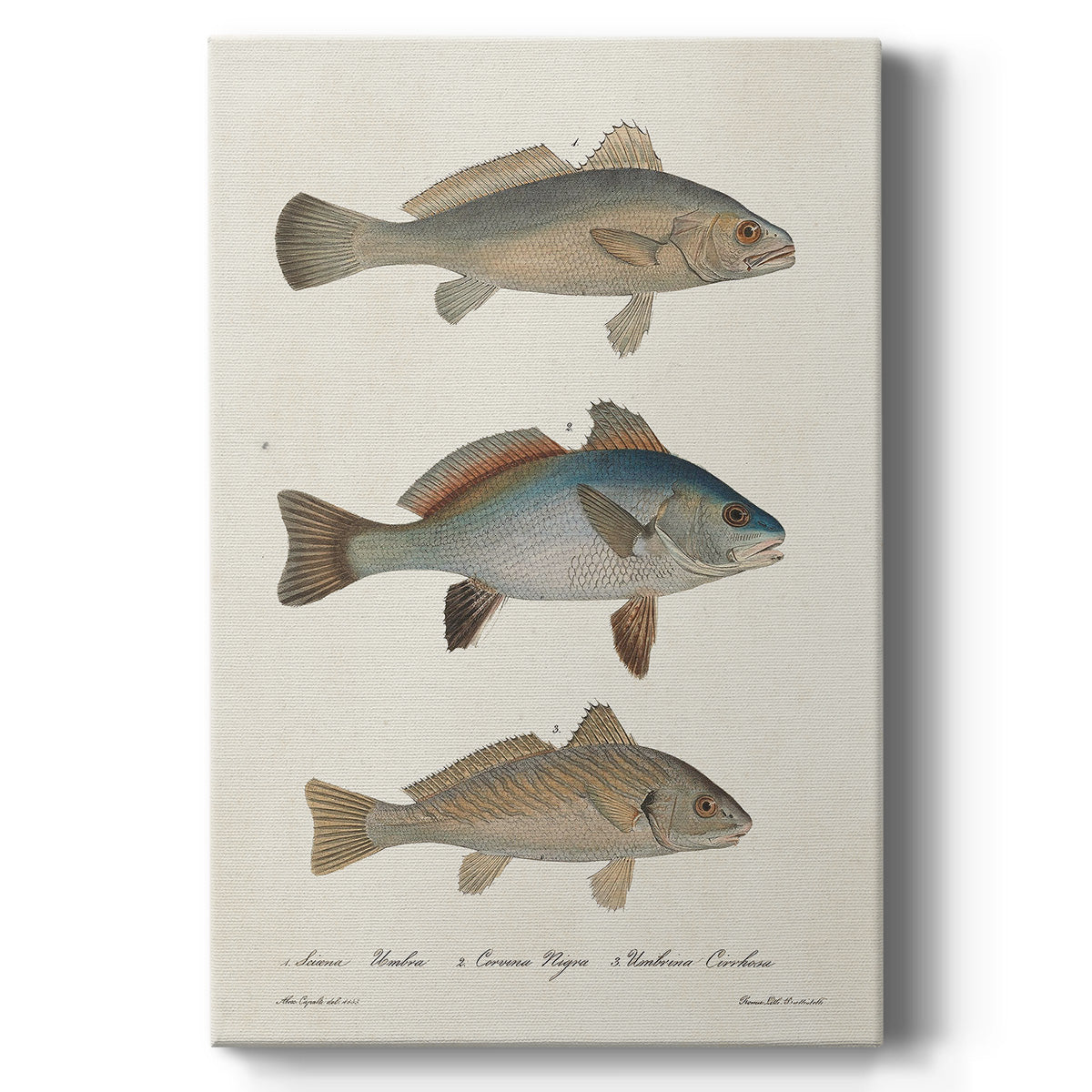 Species of Antique Fish III - Canvas Art Print