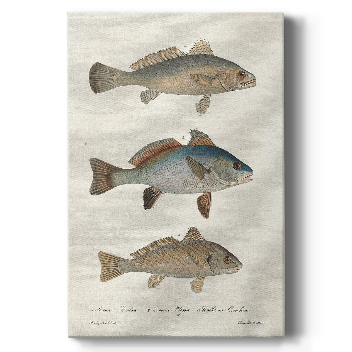 Species of Antique Fish III Premium Gallery Wrapped Canvas - Ready to Hang