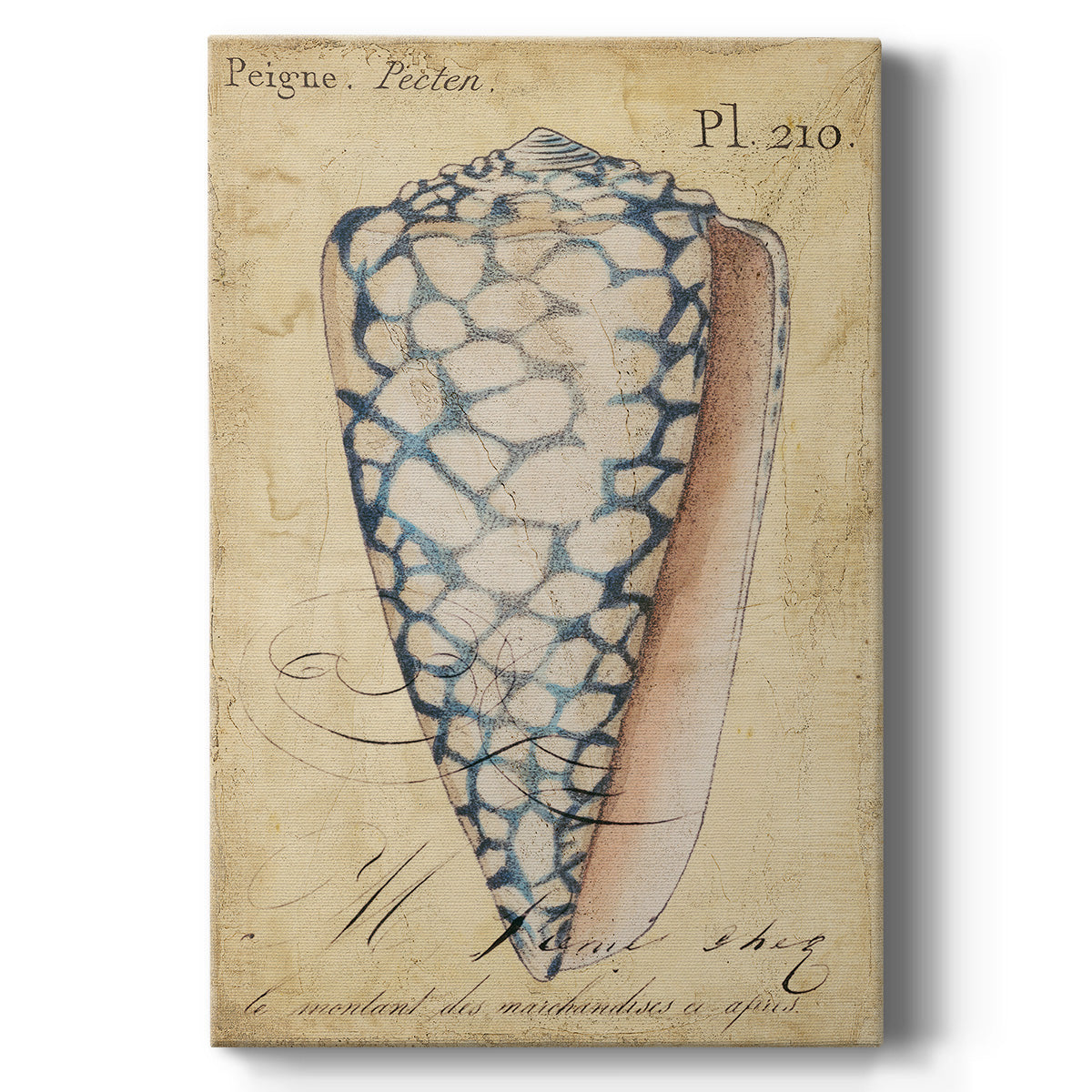 Seashell Ephemera IV - Canvas Art Print
