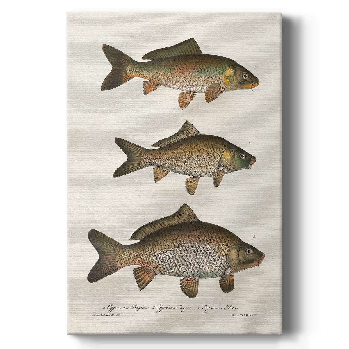 Species of Antique Fish I - Canvas Art Print