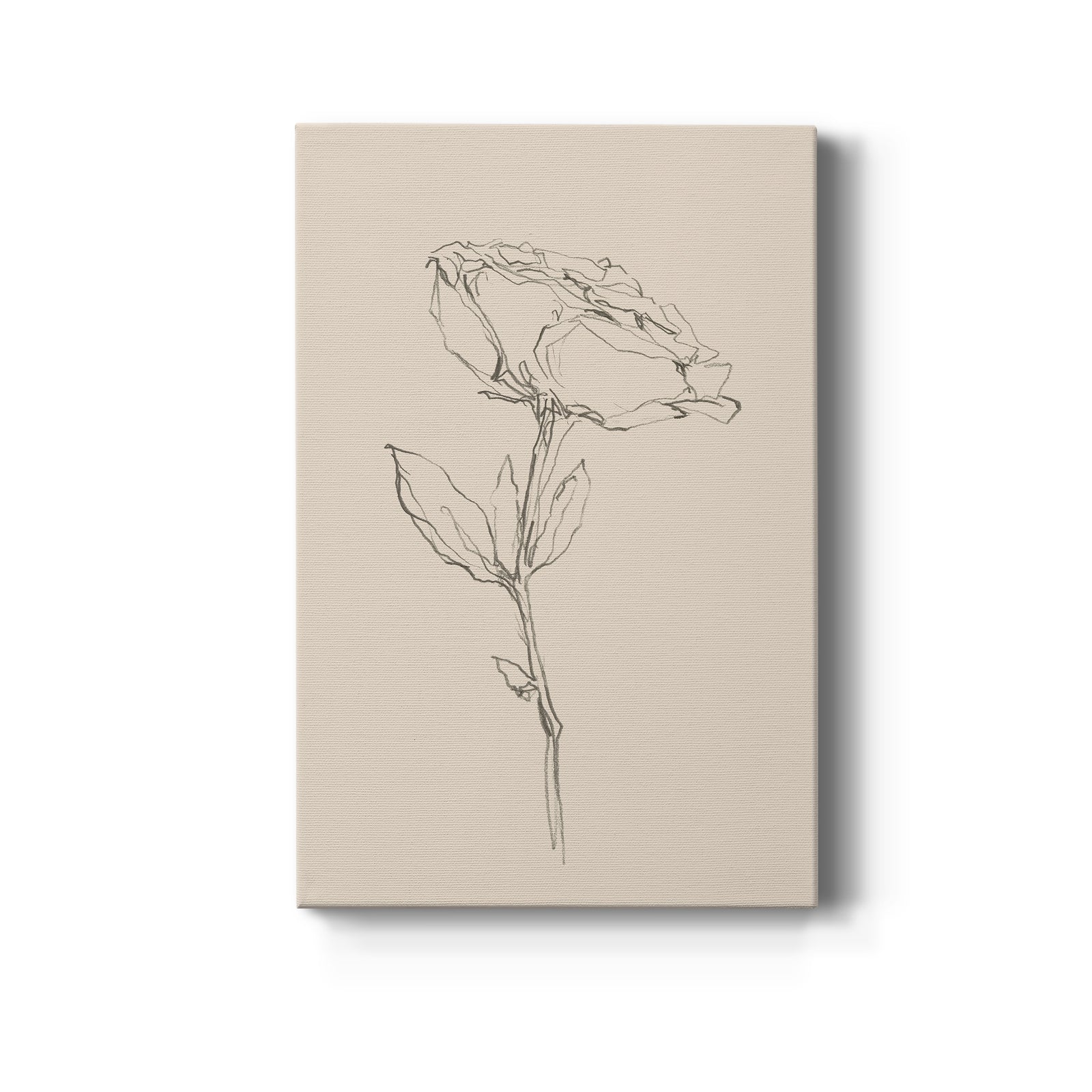 Floral Contour Study IV - Canvas Art Print