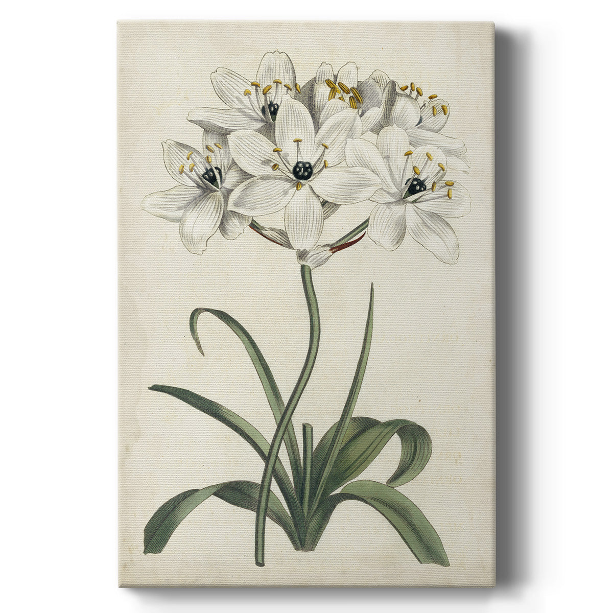 Ivory Garden V - Canvas Art Print