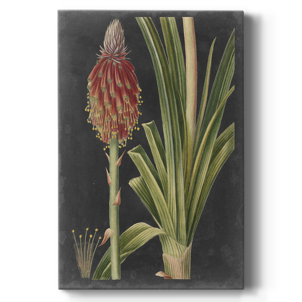 Dramatic Tropicals IV - Canvas Art Print