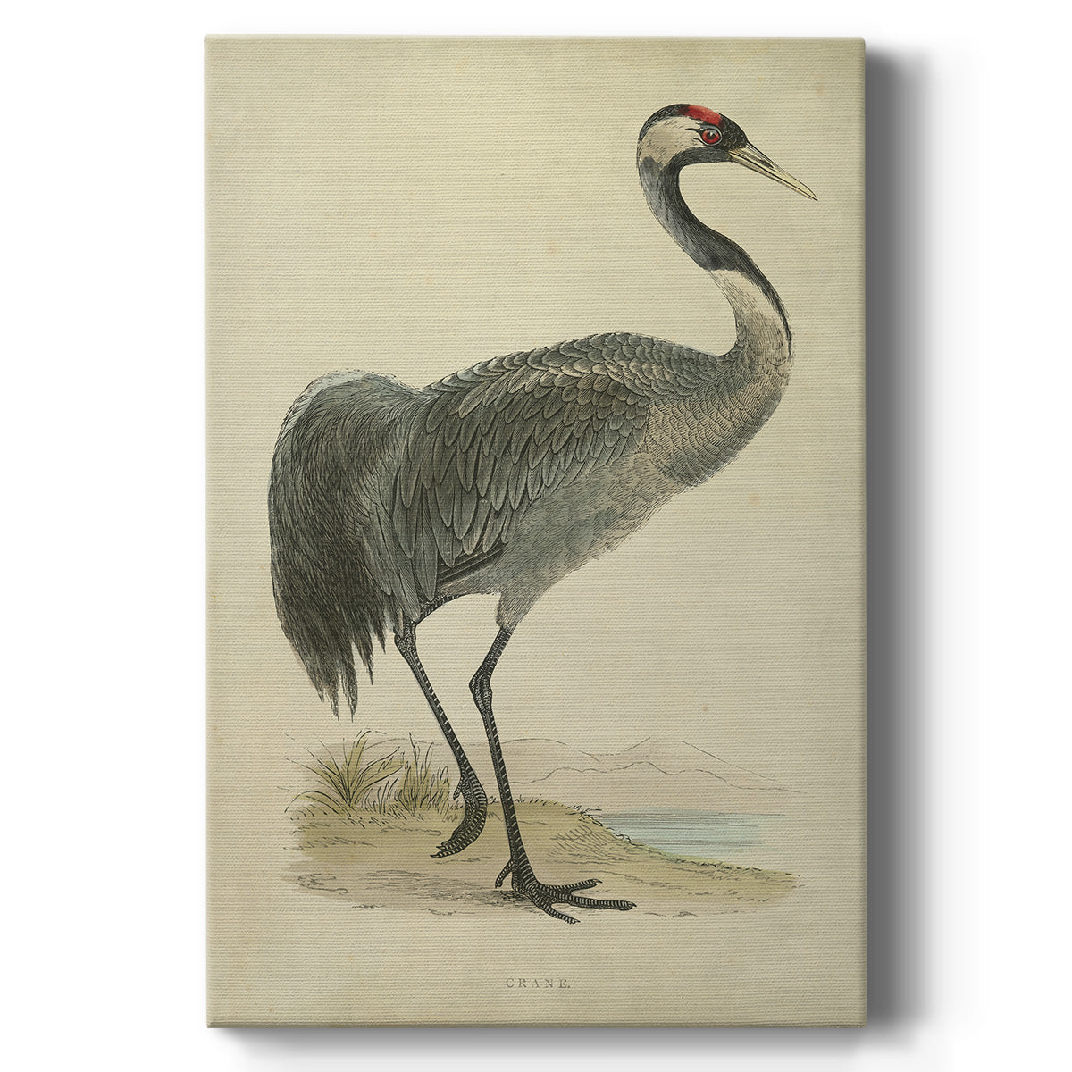 Morris Crane I - Canvas Art Print