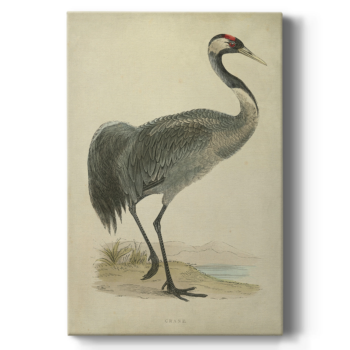 Morris Crane I Premium Gallery Wrapped Canvas - Ready to Hang