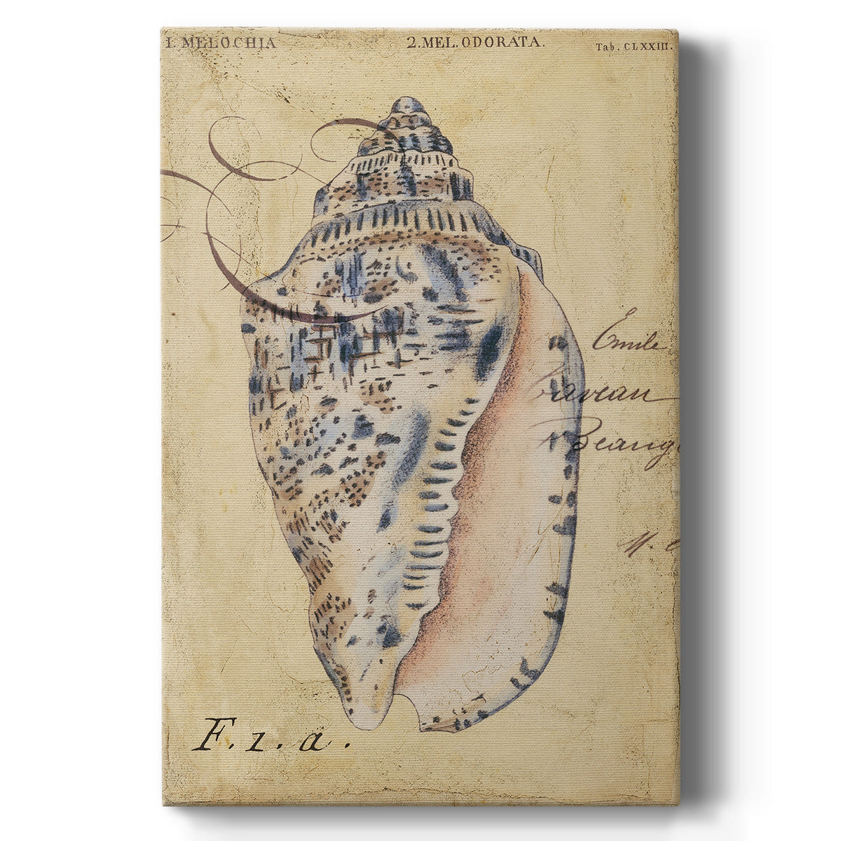 Seashell Ephemera I - Canvas Art Print