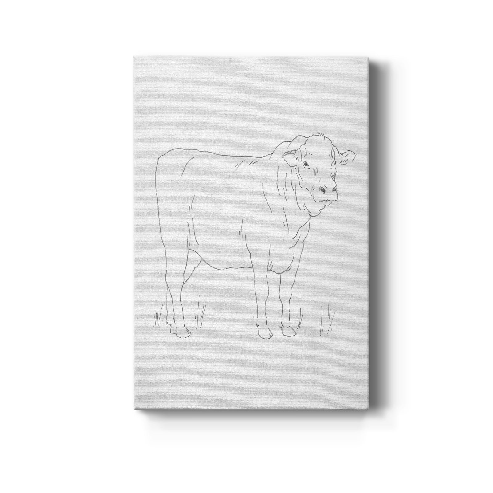 Limousin Cattle I  - Canvas Art Print